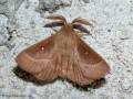 Kleespinner (Lasiocampa trifolii) - FR (Korsika, Balagne)