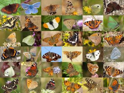 Schmetterlings-Duett, Papiliory