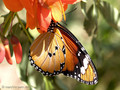 Kleiner Monarch (Danaus chrysippus) - FR (Korsika, Balagne)