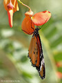 Kleiner Monarch (Danaus chrysippus) - FR (Korsika, Balagne)