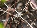 Gelbgrüne Zornnatter (Hierophis viridiflavus) - FR (Korsika, Balagne)