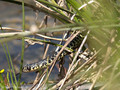 Gelbgrüne Zornnatter (Hierophis viridiflavus) - FR (Korsika, Balagne)