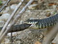 Gelbgrüne Zornnatter (Hierophis viridiflavus) beim Verschlingen einer Ringelnatter (Natrix natrix corsa) - FR (Korsika, Balagne)