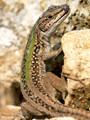 Ruineneidechse (Podarcis siculus) - FR (Korsika, Balagne)