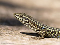 Tyrrhenische Mauereidechse (Podarcis tiliguerta) - FR (Korsika, Balagne)