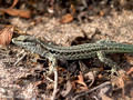 Tyrrhenische Mauereidechse (Podarcis tiliguerta) - FR (Korsika, Balagne)