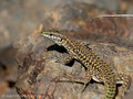 Tyrrhenische Mauereidechse (Podarcis tiliguerta) - FR (Korsika, Balagne)