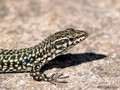 Tyrrhenische Mauereidechse (Podarcis tiliguerta) - FR (Korsika, Balagne)