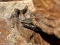 Tyrrhenische Mauereidechse (Podarcis tiliguerta) - FR (Korsika, Balagne)