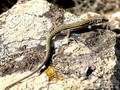 Tyrrhenische Mauereidechse (Podarcis tiliguerta) - FR (Korsika, Balagne)