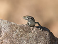 Tyrrhenische Mauereidechse (Podarcis tiliguerta) - FR (Korsika, Balagne)