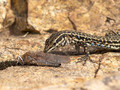 Tyrrhenische Mauereidechse (Podarcis tiliguerta) - FR (Korsika, Balagne)