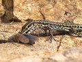Tyrrhenische Mauereidechse (Podarcis tiliguerta) - FR (Korsika, Balagne)