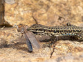 Tyrrhenische Mauereidechse (Podarcis tiliguerta) - FR (Korsika, Balagne)
