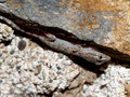 Mauergecko (Tarentola mauritanica) - FR (Korsika, Balagne)