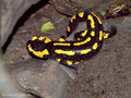 Feuersalamander (Salamandra salamandra) - CH (Obwalden)