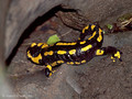 Feuersalamander (Salamandra salamandra) - CH (Obwalden)