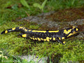 Feuersalamander (Salamandra salamandra) - CH (Obwalden)