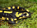 Feuersalamander (Salamandra salamandra) - CH (Obwalden)