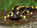 Feuersalamander (Salamandra salamandra) - CH (Obwalden)