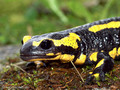 Feuersalamander (Salamandra salamandra) - CH (Obwalden)