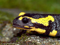 Feuersalamander (Salamandra salamandra) - CH (Obwalden)