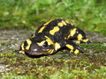 Feuersalamander (Salamandra salamandra) - CH (Obwalden)