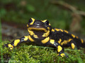 Feuersalamander (Salamandra salamandra) - CH (Obwalden)