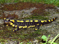 Feuersalamander (Salamandra salamandra) - CH (Obwalden)