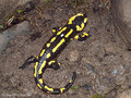 Feuersalamander (Salamandra salamandra) - CH (Obwalden)