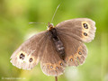 Graubindiger Mohrenfalter (Erebia aethiops) - DE (BY)