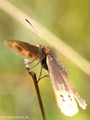 Graubindiger Mohrenfalter (Erebia aethiops) - DE (BY)