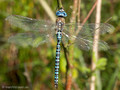 Südliche Mosaikjungfer (Aeshna affinis), altes Männchen - DE (SH)
