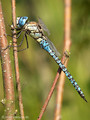 Südliche Mosaikjungfer (Aeshna affinis), altes Männchen - DE (SH)