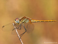 Frühe Heidelibelle (Sympetrum fonscolombii), unausgefärbtes Männchen - FR (Korsika, Balagne)