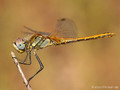 Frühe Heidelibelle (Sympetrum fonscolombii), unausgefärbtes Männchen - FR (Korsika, Balagne)