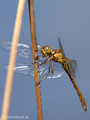 Frühe Heidelibelle (Sympetrum fonscolombii), Männchen kurz nach dem Schlupf - FR (Korsika, Balagne)