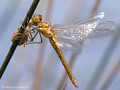 Frühe Heidelibelle (Sympetrum fonscolombii), Weibchen kurz nach dem Schlupf - FR (Korsika, Balagne)