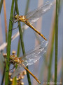 Frühe Heidelibelle (Sympetrum fonscolombii), zwei Weibchen kurz nach dem Schlupf - FR (Korsika, Balagne)
