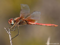 Frühe Heidelibelle (Sympetrum fonscolombii), Männchen - FR (Korsika, Balagne)