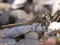 Frühe Heidelibelle (Sympetrum fonscolombii), Weibchen - FR (Korsika, Balagne)