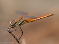 Frühe Heidelibelle (Sympetrum fonscolombii), Männchen - FR (Korsika, Balagne)