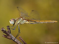 Frühe Heidelibelle (Sympetrum fonscolombii), Weibchen - FR (Korsika, Balagne)