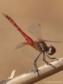 Frühe Heidelibelle (Sympetrum fonscolombii), Männchen in Obelisk-Haltung - FR (Korsika, Balagne)
