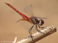 Frühe Heidelibelle (Sympetrum fonscolombii), Männchen in Obelisk-Haltung - FR (Korsika, Balagne)