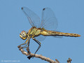 Frühe Heidelibelle (Sympetrum fonscolombii), Weibchen - FR (Korsika, Balagne)