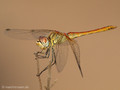 Frühe Heidelibelle (Sympetrum fonscolombii), unausgefärbtes Männchen - FR (Korsika, Balagne)