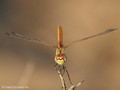 Frühe Heidelibelle (Sympetrum fonscolombii), unausgefärbtes Männchen - FR (Korsika, Balagne)