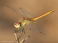 Frühe Heidelibelle (Sympetrum fonscolombii), unausgefärbtes Männchen - FR (Korsika, Balagne)