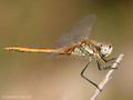 Frühe Heidelibelle (Sympetrum fonscolombii), unausgefärbtes Männchen - FR (Korsika, Balagne)